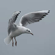 Mouette rieuse