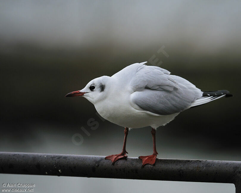 Black-headed Gulladult post breeding, identification, Behaviour