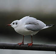 Mouette rieuse