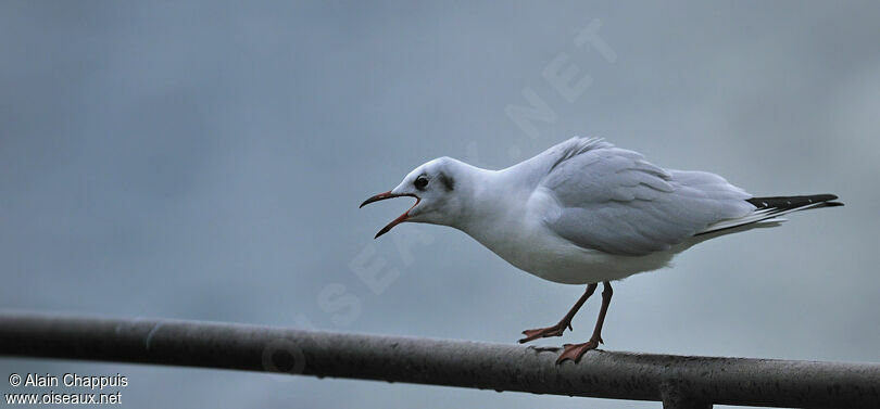 Mouette rieuseadulte internuptial, identification, Comportement