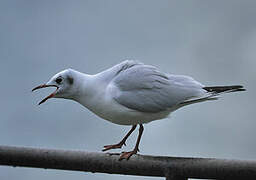 Mouette rieuse