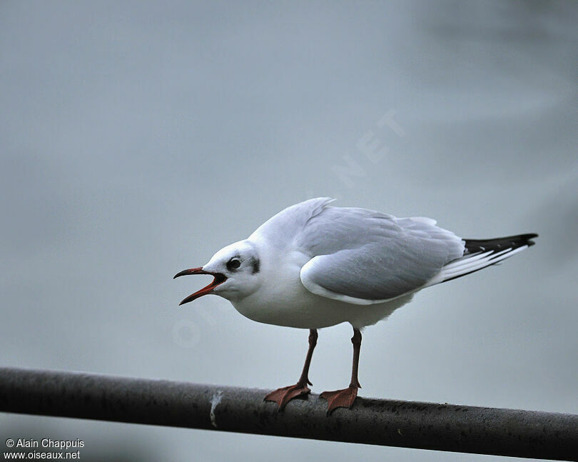 Mouette rieuseadulte internuptial, identification, Comportement