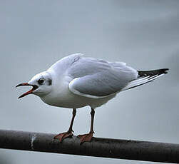 Mouette rieuse