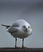 Mouette rieuse