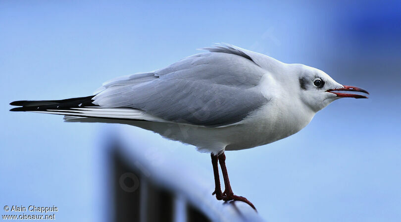 Mouette rieuseadulte internuptial, identification, chant, Comportement