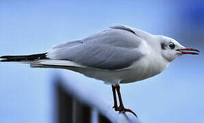 Mouette rieuse