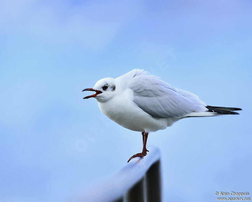 Mouette rieuseadulte, identification, chant, Comportement