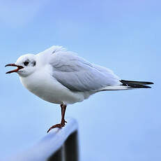 Mouette rieuse