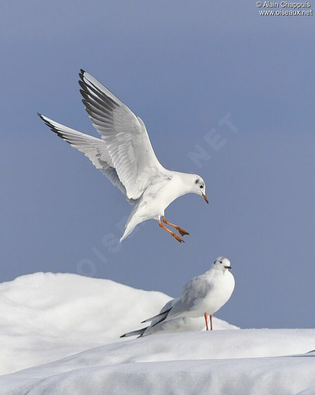 Mouette rieuseadulte internuptial, identification, Vol, Comportement