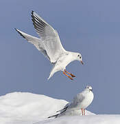 Mouette rieuse