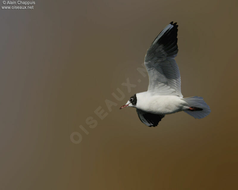 Mouette rieuseadulte, Vol