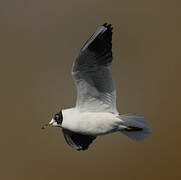 Black-headed Gull