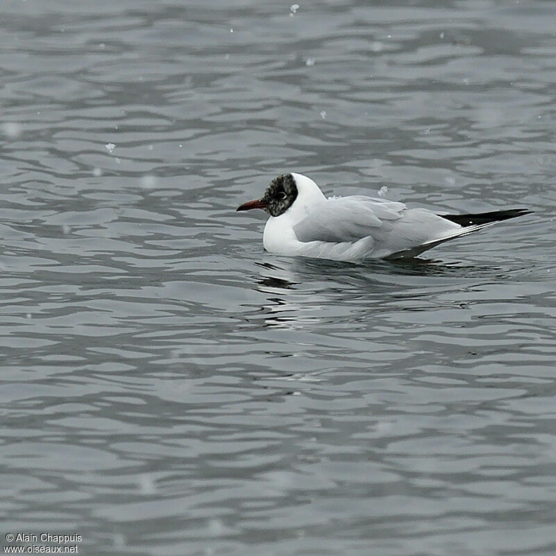 Black-headed Gull, identification, Behaviour