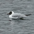 Mouette rieuse