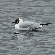 Mouette rieuse