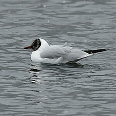 Mouette rieuse