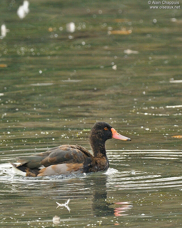 Rosy-billed Pochardadult, identification, Behaviour