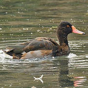 Rosy-billed Pochard