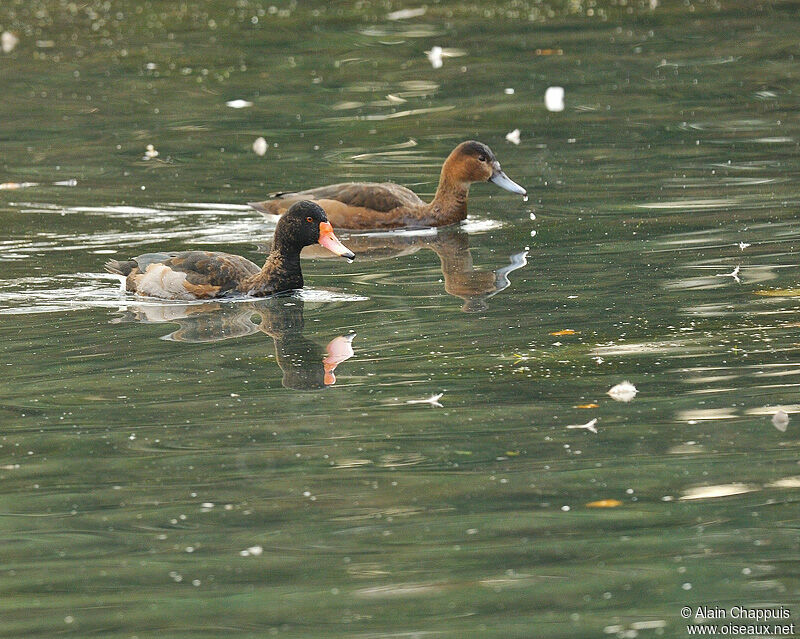 Rosy-billed Pochard adult, identification, Behaviour