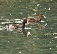 Rosy-billed Pochard