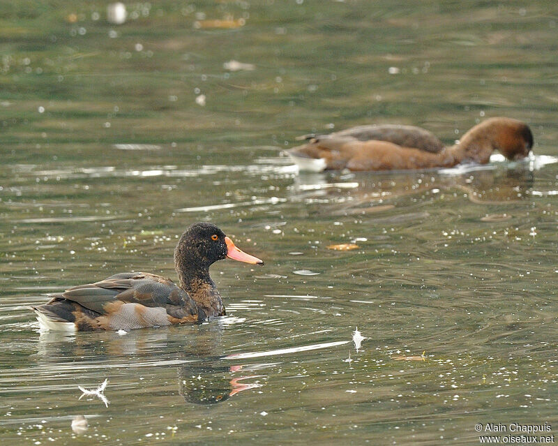 Rosy-billed Pochard adult, identification, Behaviour