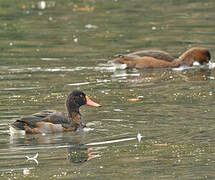 Rosy-billed Pochard