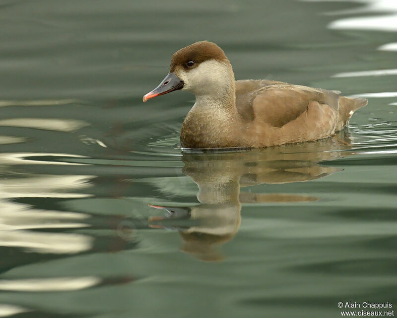 Red-crested Pochard female adult post breeding, identification, Behaviour