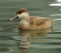 Red-crested Pochard