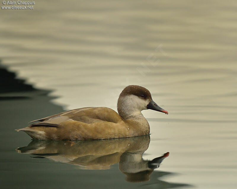 Red-crested Pochard female adult, identification, Behaviour