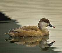 Red-crested Pochard