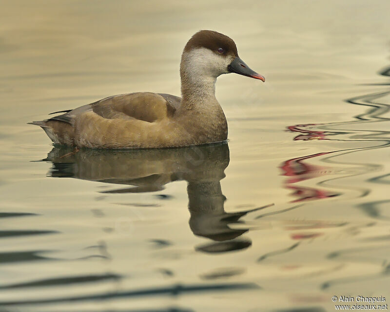 Red-crested Pochard female adult, identification, Behaviour