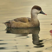 Red-crested Pochard