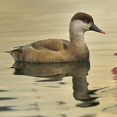 Nette rousse