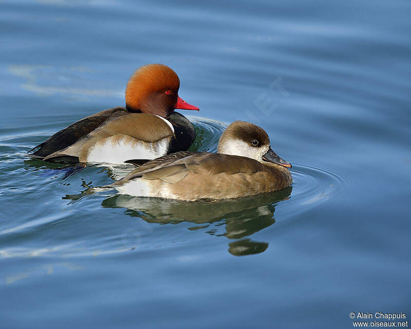 Nette rousse adulte, identification, Comportement