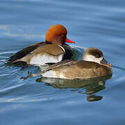 Red-crested Pochard