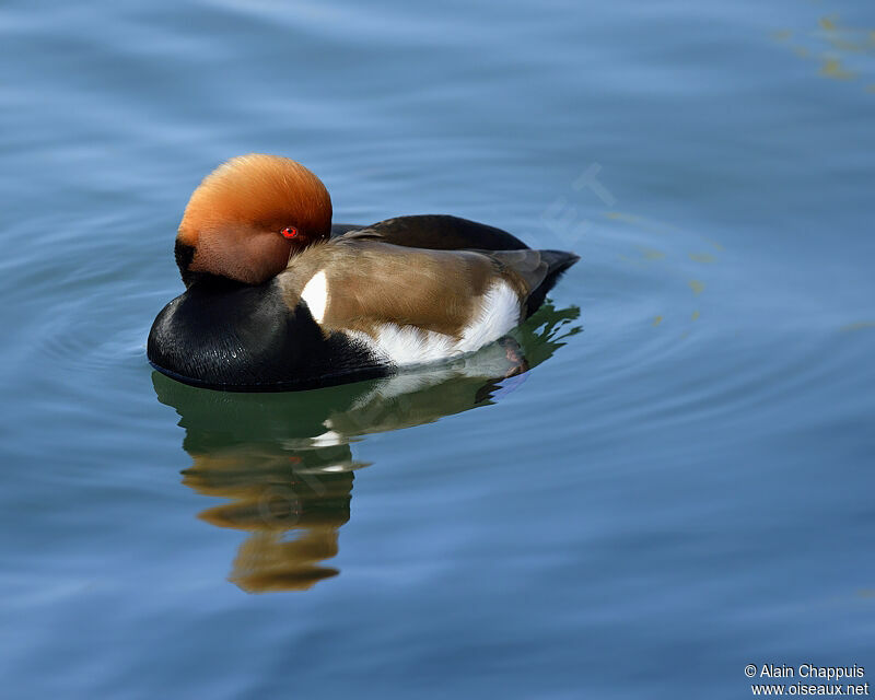 Nette rousse mâle adulte, identification, Comportement