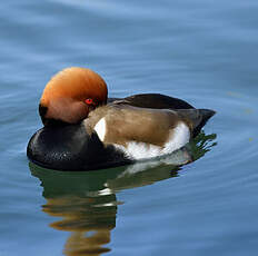 Nette rousse