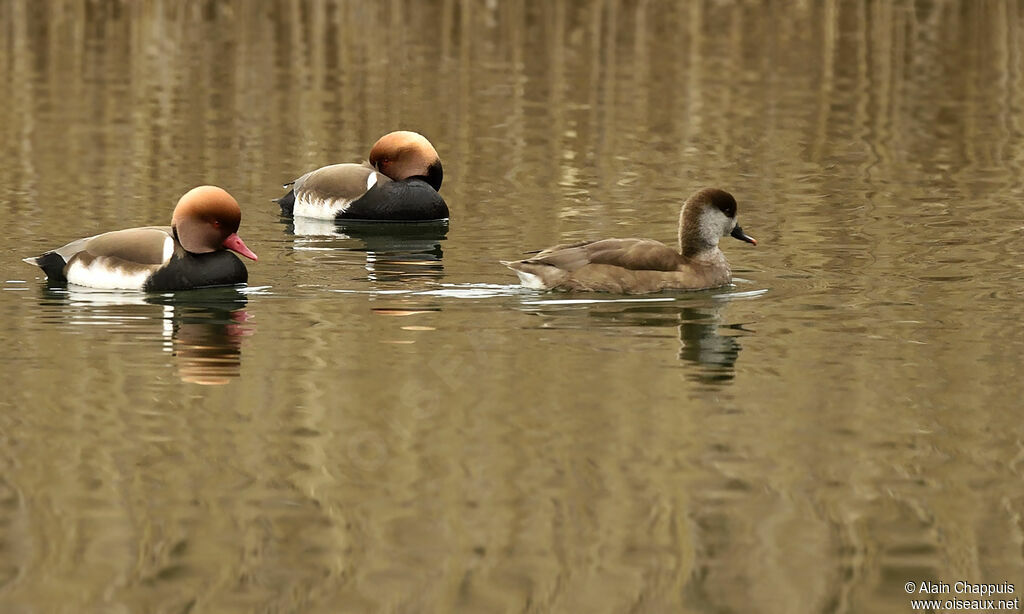 Red-crested Pochard adult, identification, Behaviour