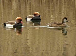 Red-crested Pochard