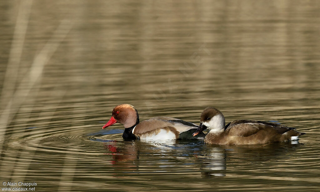 Nette rousse adulte, identification, Comportement