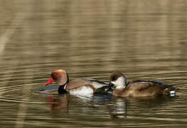 Red-crested Pochard