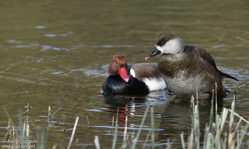 Red-crested Pochard adult, identification, Reproduction-nesting, Behaviour