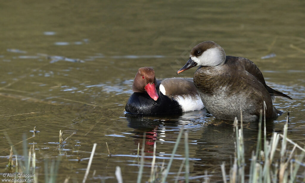 Red-crested Pochard adult, identification, Reproduction-nesting, Behaviour