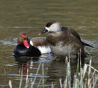 Red-crested Pochard