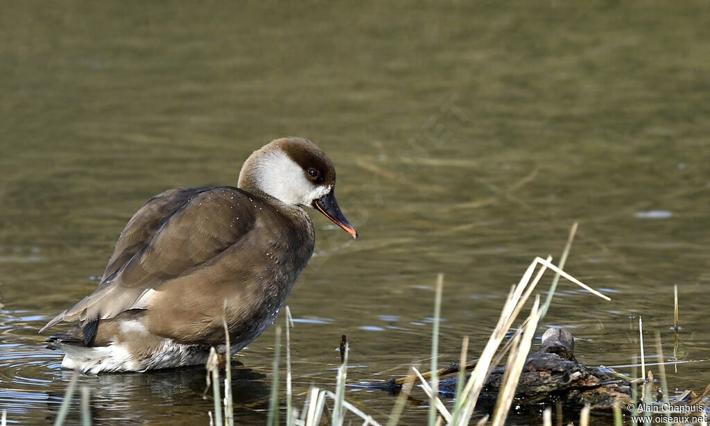 Red-crested Pochard female adult, identification, Behaviour