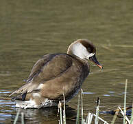 Red-crested Pochard