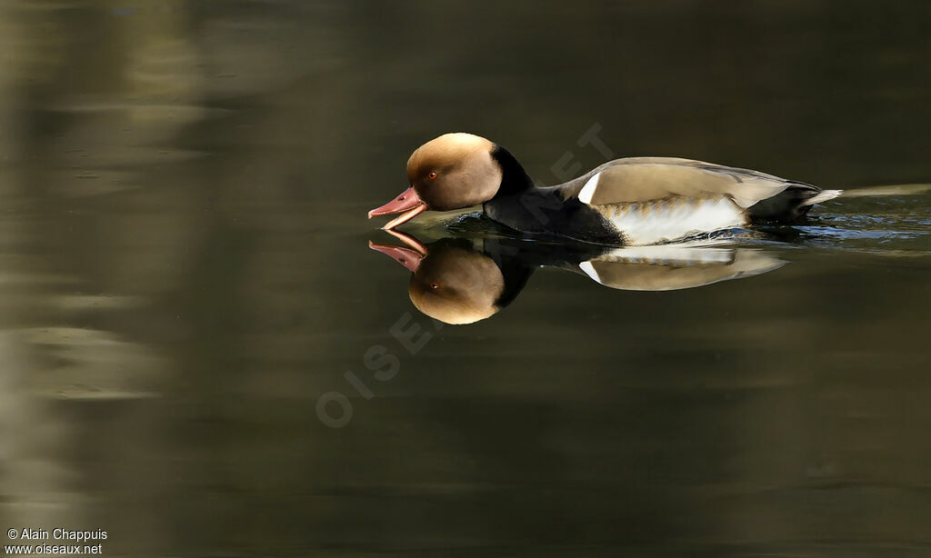 Red-crested Pochard male adult, identification, close-up portrait