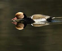 Red-crested Pochard