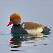 Red-crested Pochard