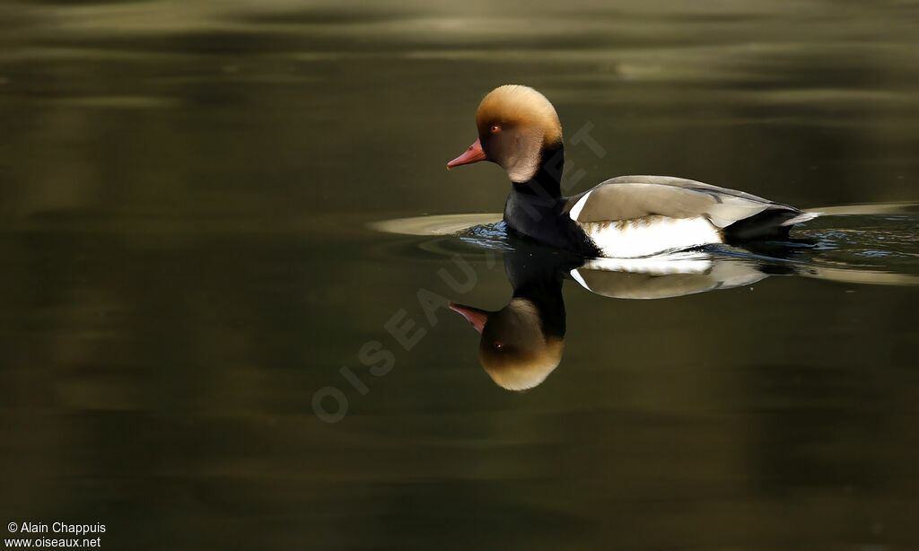 Nette rousse mâle adulte nuptial